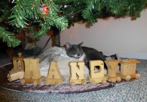 My cat Reepicheep under the Christmas tree